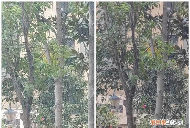 华为mate50e和mate50哪个更值得购买