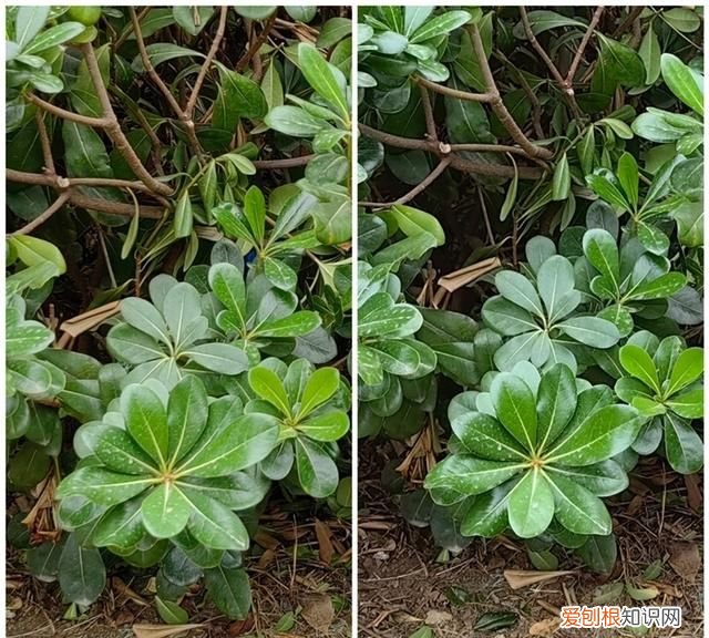 华为mate50e和mate50哪个更值得购买