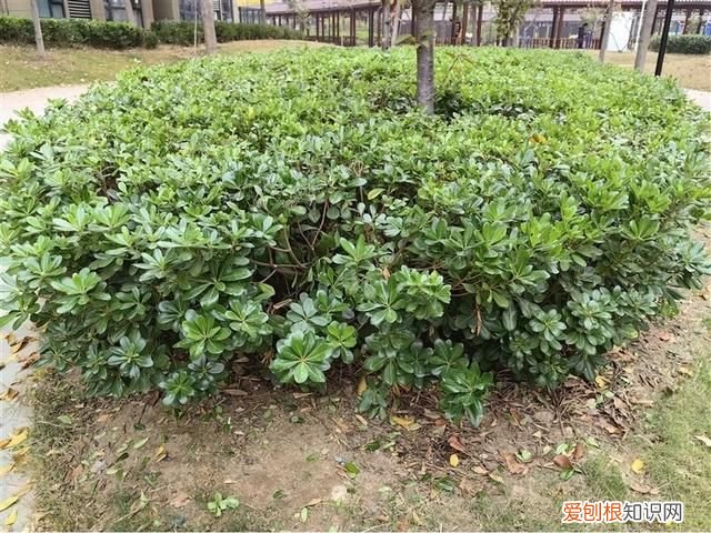 华为mate50e和mate50哪个更值得购买