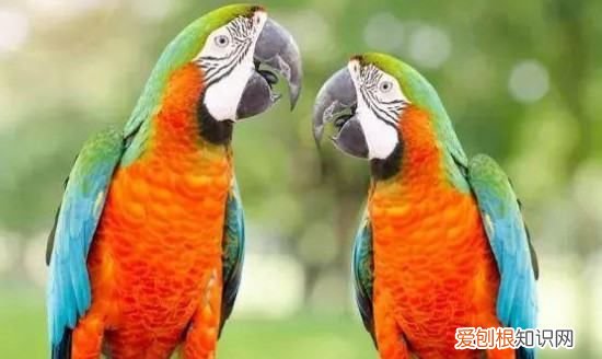 虎皮鹦鹉能耐饿多久，虎皮鹦鹉饿15个小时会饿死吗