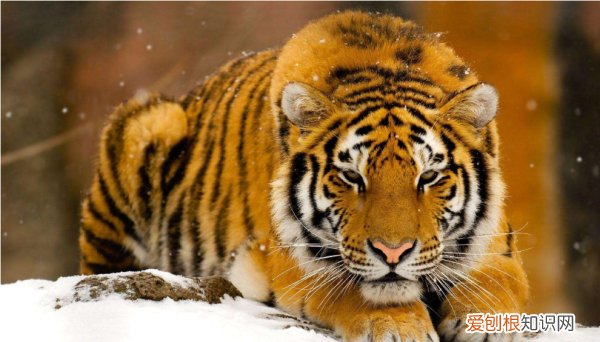 东北虎又称为什么虎，东北虎又叫什么名字