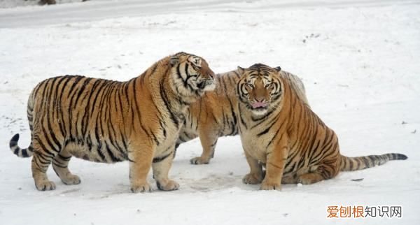 东北虎又称为什么虎，东北虎又叫什么名字