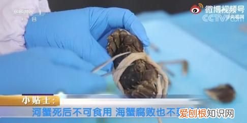 死蟹到底能不能吃别吃错了,蟹死后多长时间就不能吃了