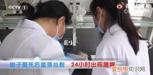 死蟹到底能不能吃别吃错了,蟹死后多长时间就不能吃了