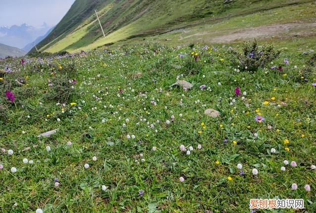 巴朗山云海花海,巴朗山哪里露营看日出
