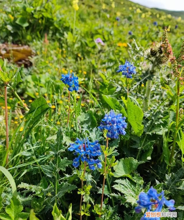 巴朗山云海花海,巴朗山哪里露营看日出