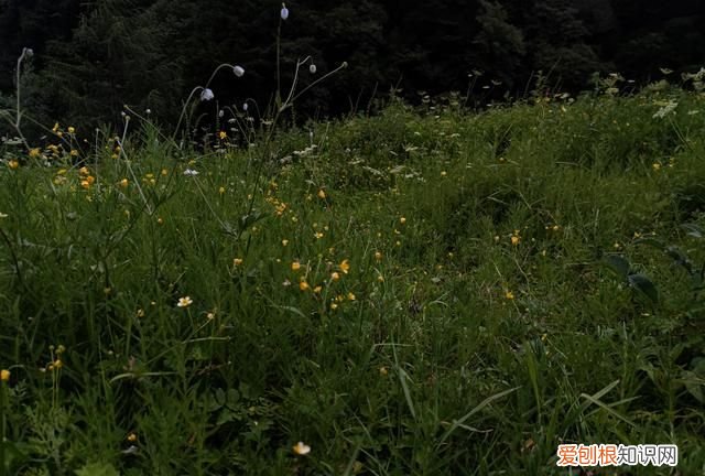 巴朗山云海花海,巴朗山哪里露营看日出