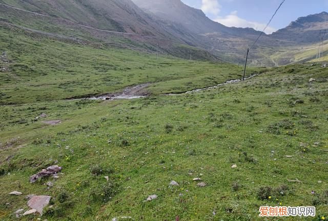 巴朗山云海花海,巴朗山哪里露营看日出