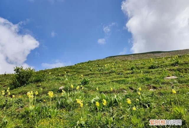 巴朗山云海花海,巴朗山哪里露营看日出