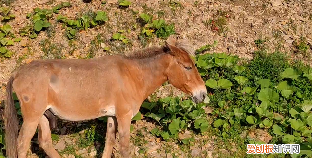 巴朗山云海花海,巴朗山哪里露营看日出