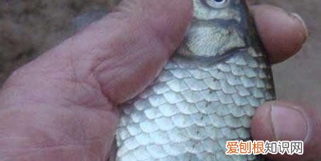 冬天钓鱼如何选位，冬季钓鱼怎么选择钓位钓饵