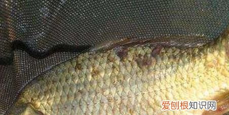 冬天钓鱼如何选位，冬季钓鱼怎么选择钓位钓饵