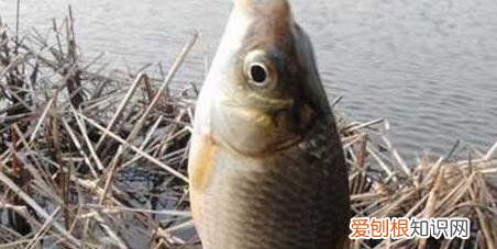 冬天钓鱼如何选位，冬季钓鱼怎么选择钓位钓饵