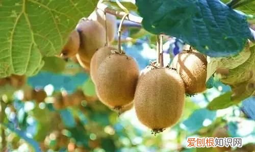 催熟猕猴桃怎样知道猕猴桃熟了 猕猴桃催熟小技巧