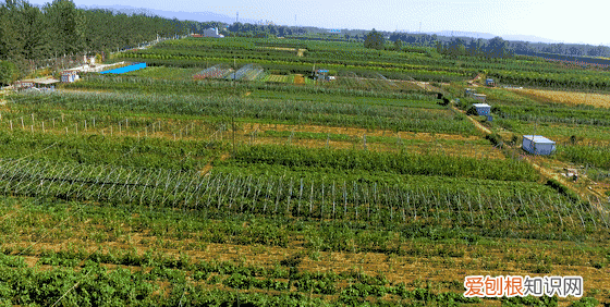 催熟猕猴桃怎样知道猕猴桃熟了 猕猴桃催熟小技巧