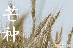 芒种前后会下雨吗 不同地区芒种时节在做什么