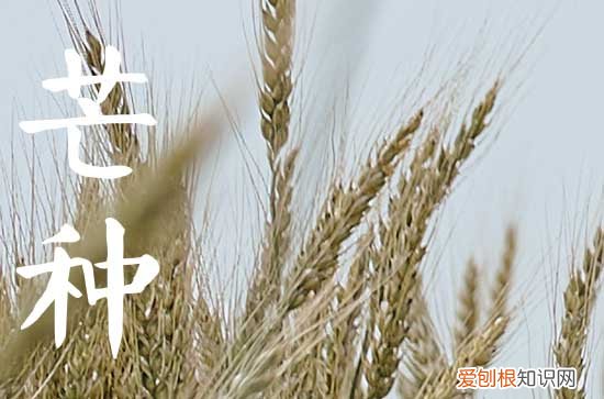 芒种前后会下雨吗 不同地区芒种时节在做什么
