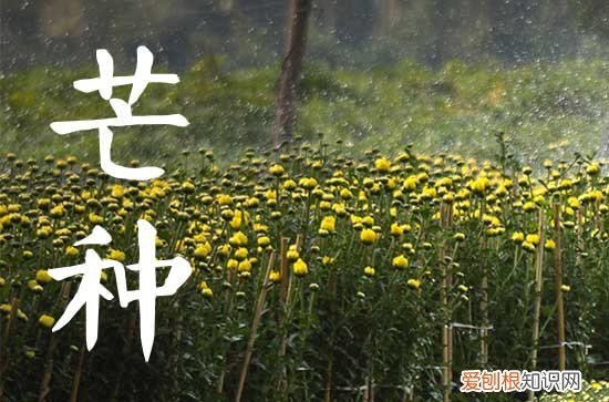芒种的寓意和象征是什么 芒种时节的物候是什么