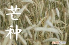 芒种一般会下雨吗 芒种有什么传统饮食