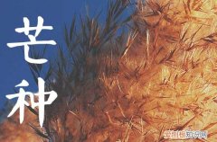 芒种前后出生的宝宝好吗 芒种出生的属牛人怎么样
