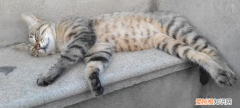 猫为什么喜欢把腿伸很直 ，猫咪为什么把腿抬起来？