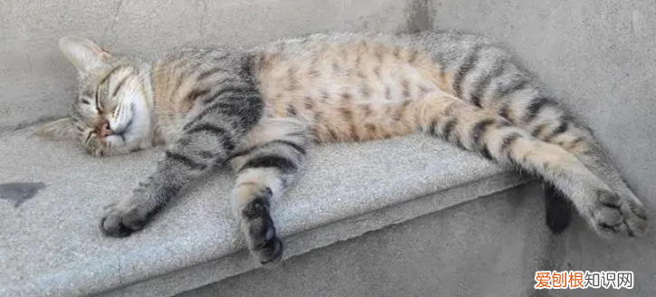 猫为什么喜欢把腿伸很直 ，猫咪为什么把腿抬起来？