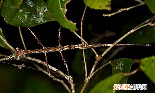 叶樇是国家几级保护动物，竹节虫是国家几级保护动物