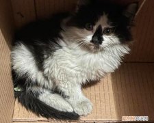 猫咪长毛是隐性基因还是显性基因 ，猫咪长毛是隐性基因吗？