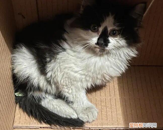 猫咪长毛是隐性基因还是显性基因 ，猫咪长毛是隐性基因吗？