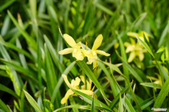 兰花什么季节开的，兰花在什么季节的什么时候开花？