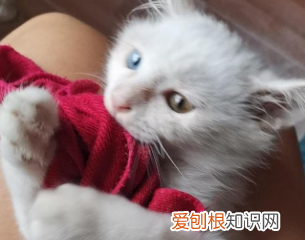 猫为什么喜欢叼主人的衣服 ，为什么猫咪喜欢叼猫崽子？