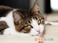 为什么猫咪要趴在地上跑呢 ，为什么猫咪要趴在地上跑来跑去？