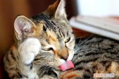 猫咪为什么不怕跳蚤咬人呢视频 ，猫咪为什么不怕跳蚤咬人呢怎么办？
