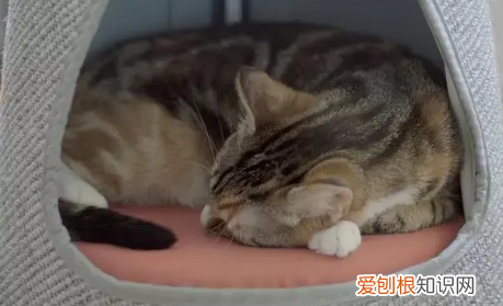 宠物猫为什么不敢出门 ，为什么猫不愿意出门？