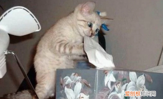 猫为什么喜欢咬纸板 ，猫咪为什么咬纸壳？