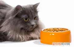 猫不爱吃东西了怎么回事 ，猫咪不爱吃东西怎么办?？