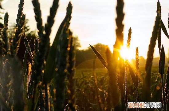 2023年三伏天是30天还是40天 2023年高温多少天