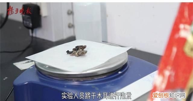 熟木耳泡一晚上有没有毒 黑木耳浸泡多久会产生毒素