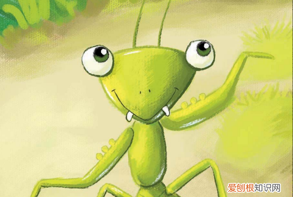 螳螂怎么养活得久,螳螂吃什么怎样才能养螳螂