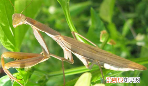 螳螂怎么养活得久,螳螂吃什么怎样才能养螳螂