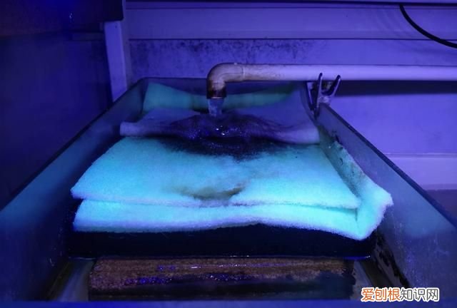 鱼缸水质浑浊可以加水质澄清剂吗