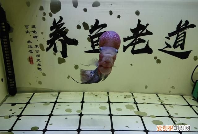 鱼缸水质浑浊可以加水质澄清剂吗