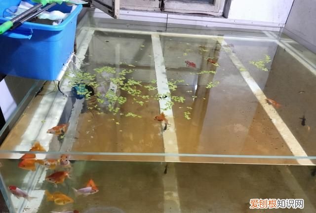 鱼缸水质浑浊可以加水质澄清剂吗