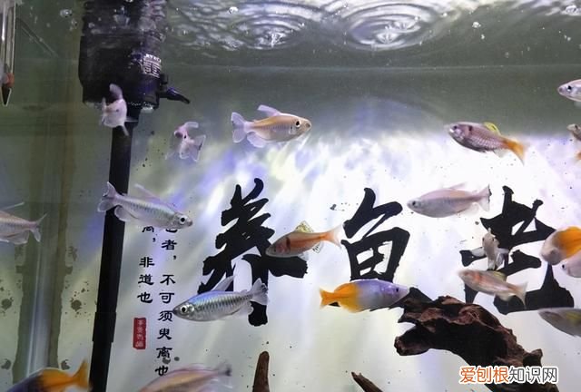 鱼缸水质浑浊可以加水质澄清剂吗