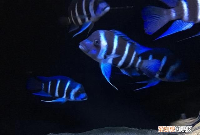 鱼缸水质浑浊可以加水质澄清剂吗