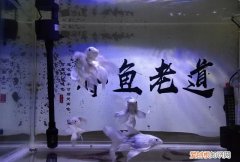 鱼缸水质浑浊可以加水质澄清剂吗