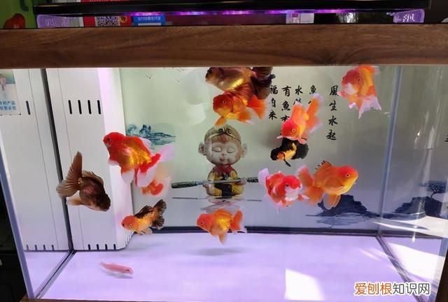 鱼缸水质浑浊可以加水质澄清剂吗