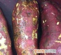 红薯酸奶泥做法图解，酸奶红薯的功效与作用