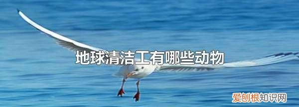 ，地球清洁工有哪些动物名字