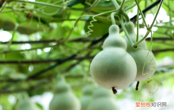什么叫地宝，寻仙天材地宝是做什么用的啊